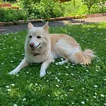 Hawei in Vienna - Doppelhaushälfte mit Garten und Pool zur Mitbenutzung
